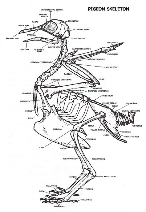 Labeled Skeleton, Ornithology Study, Pigeon Skeleton, Pigeon Anatomy, Skeleton Labeled, Skeleton Diagram, Beach Skeleton, Drawing Planner, Bird Skeleton