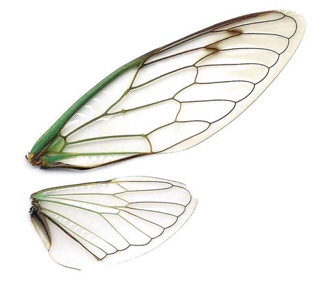 sciencecenter: “ Dog-day cicada wings, imaged on a scanner ” Insect Wings, Wings Drawing, Dragonfly Wings, Insect Art, Fairy Wings, Butterfly Wings, Diy Wall, Art Inspo, Bugs