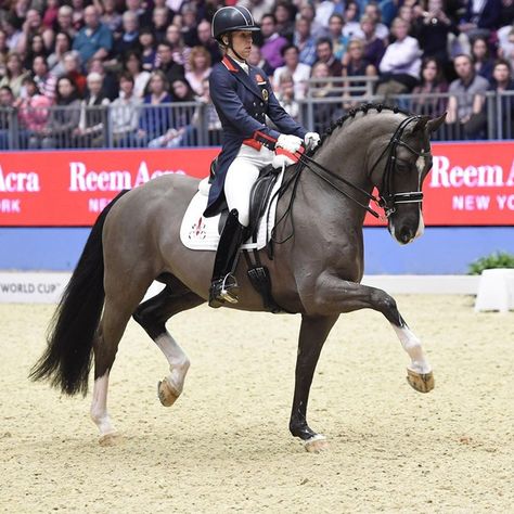 Dresagge Horse, Valegro Horse Dressage, Grand Prix Dressage, Horse Riding Dressage, Bay Roan Horse, Dressage Horses Photography, Valegro Horse, Dressage Photography, Horse Eventing