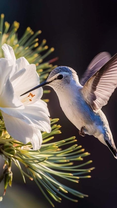 Colibri Wallpaper, Hummingbird Wallpaper, Hummingbird Photos, Birds Photography Nature, Hummingbirds Photography, Hummingbird Painting, Hummingbird Pictures, What Is A Bird, Hummingbird Flowers