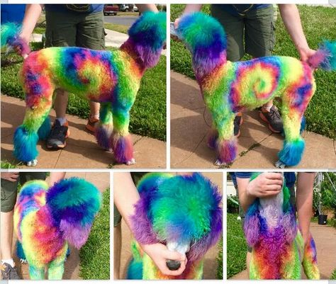 Extreme grooming/ tie dye dog/ #barksa Poodle Colors, Dog Hair Dye, Dog Dye, Poodle Hair, Pet Shed, Dog Grooming Styles, Poodle Cuts, Rainbow Images, Dog Grooming Shop