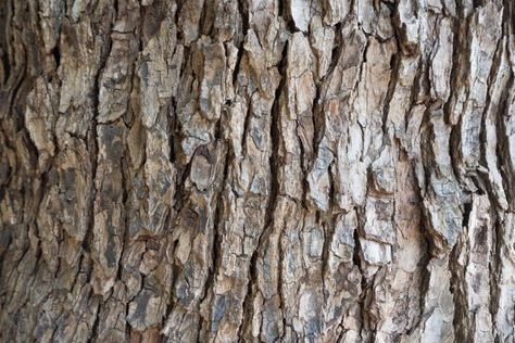 7,907 Maple Tree Bark Stock Photos, Pictures & Royalty-Free Images - iStock Maple Tree Bark, Oak Tree Bark, Silver Maple Tree, Brown Wood Texture, Autumn Leaves Background, Metal Pail, Tree Bark Texture, Plane Tree, Vanellope Von Schweetz