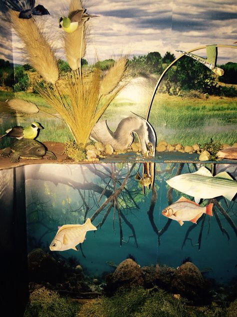 My Sons Wetlands Diorama. #wetlands #california #diorama #ballona It came out great! Ecosystems Diorama, Shoe Box Diorama, Landform Projects, Pond Habitat, Desert Diorama, Diarama Ideas, Ecosystems Projects, Habitats Projects, Pond Life