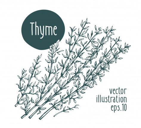 Thyme branch. vector hand drawn illustra... | Premium Vector #Freepik #vector #food Herbs Illustration, Branch Vector, Engraving Illustration, Hand Drawn Illustration, Drawn Illustration, Vector Hand, Vector Photo, Botany, Vintage Illustration