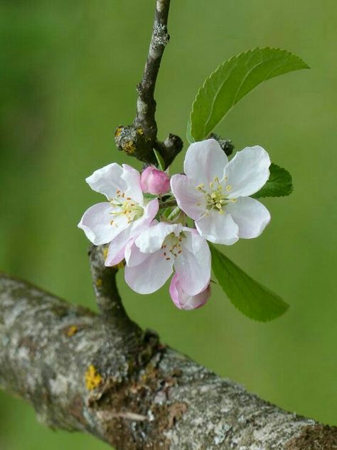 Apple Blossom Flower Drawing, Apple Tree Blossoms, Pear Flower, Apple Blossom Flower, Tree Buds, Apple Flowers, Dogwood Blossoms, Apple Blossoms, Dry Pastel