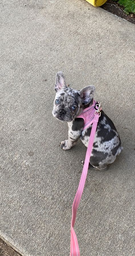 Blue Merle Frenchie, Blue Merle French Bulldog, Merle Frenchie, Merle French Bulldog, French Dog, French Dogs, Frenchie Dog, Blue Merle, Pet Stuff