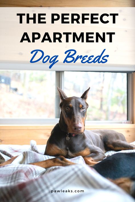 Dogs Apartment Living, Best Dogs For Apartments, Big Dog Small Apartment, Apartment Pet Ideas, Dog Apartment Hacks, Dog In Apartment, Dogs In Apartments, Dog Friendly Apartment, Dog Apartment Living