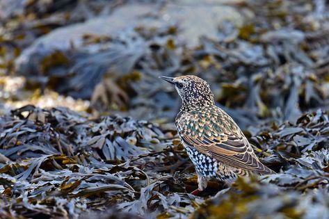 Top 10 Bladderwrack Benefits for Health - Healthier Steps Benefits Of Bladderwrack, Bladderwrack Benefits For Women, Bladderwrack Benefits, Irish Moss Recipes, Heal Wounds Faster, Guava Leaves, Natural Diuretic, Relieve Constipation, Fat Burning Cardio