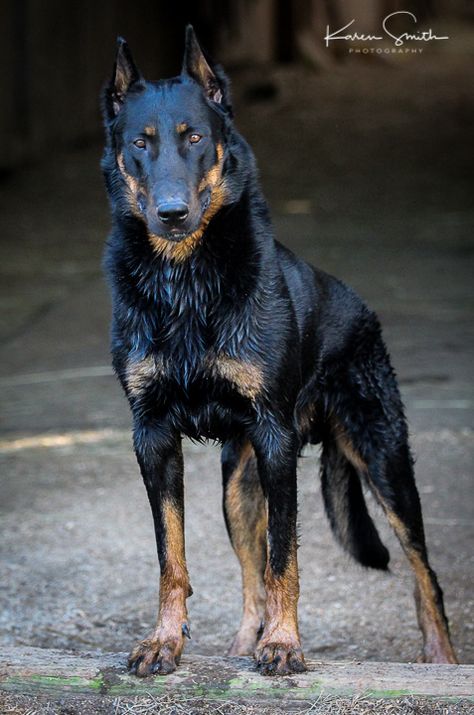 Royal Dog Breeds, Beauceron Dog Harlequin, Scary Dogs Breeds, Pretty Dog Breeds, Beauceron Puppy, Mean Dog, Beauceron Dog, Scary Dog, Cool Dogs