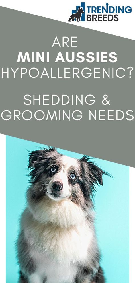 Grooming Australian Shepherd, Mini Aussie Shepherd, Miniature Aussie, Mini Aussie Puppy, Miniature American Shepherd, Dog Grooming Styles, Miniature Australian Shepherd, Aussie Shepherd, American Shepherd