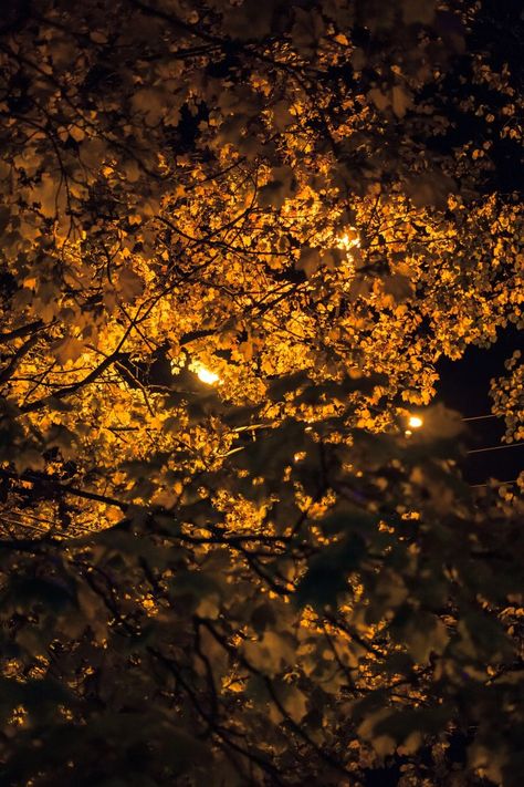 Yellow Leaves, Lamp Post, Yellow