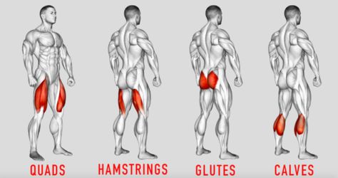 Lower Body Leg Workout Exercises and Routines For The Gym Leg Muscles Anatomy, Leg Workouts For Men, Workout Names, Bodyweight Workout Routine, Lower Body Muscles, Leg Workout At Home, Muscular Legs, Leg Training, Leg Day Workouts