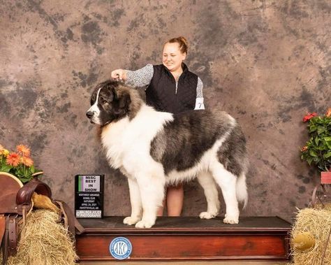 Crufts Dog Show 2022, 4h Dog Showmanship, Rough Collie Service Dog, Pyrenean Mastiff, Livestock Guardian Dog, Ovcharka Caucasian Mountain Dog, Tibetan Mastiff, Guard Dogs, Dog Show