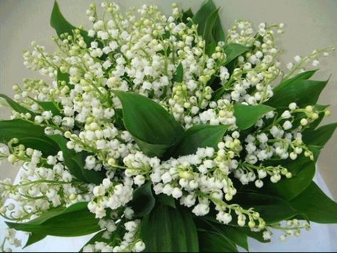 Wedding Bouquets Lily, Wedding Flowers Lilies, Lily Of The Valley Bridal Bouquet, Lily Arrangement, Best Wedding Flowers, Small Wedding Bouquets, Wonderful Flowers, Wedding Dress Pictures, Wedding Arrangements