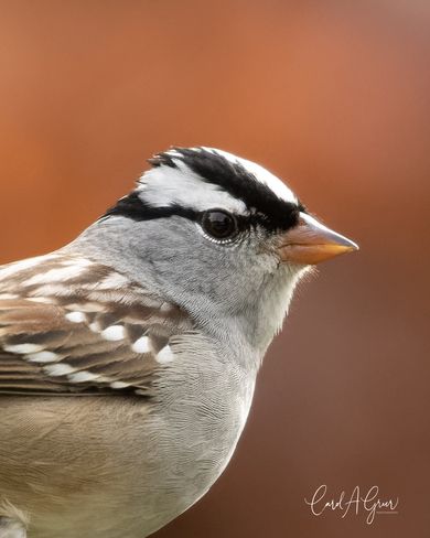 White Crowned Sparrow, Bird Garland, White Crown, Bird Carving, Sparrows, Bird Pictures, New World, Photo Galleries, Birds