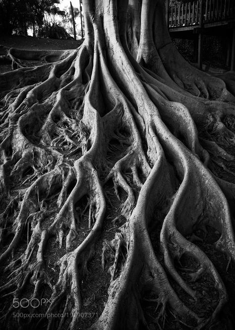 The Veins of a tree by Marshall_Media Tree Veins, Roots Photography, Trees With Roots, Tree Roots Photography, Tree With Roots Painting, Exposed Tree Roots, Tree Bark Texture, The Giving Tree, Growth And Decay