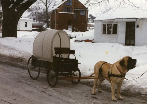 English Mastiff Dog, Pull Wagon, Dog Cart, Mastiff Breeds, Giant Dog Breeds, Cart Ideas, Fierce Animals, Pull Cart, Walking Horse