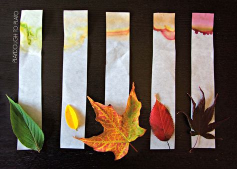 Activity for ages 3 to 8. Have you ever wondered how green leaves can turn brilliant orange, yellow and red?! With this simple chromatography activity, you can see just what gives leaves their amazing fall colors. It’s a perfect kids’ science experiment for autumn. Getting Ready For this science experiment, I grabbed just a few common household supplies: … Fall Season Science Experiments, Preschool Leaves Activities, Tree Lady, Plant Experiments, Chromatography For Kids, Plant Biology, Stem Camp, Fall Science, Playdough To Plato