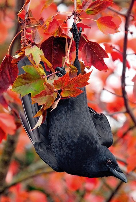 Crow Bird, Crows And Ravens, Jackdaw, Raven Art, Black Birds, Crows Ravens, Red Leaves, Arte Inspo, The Crow