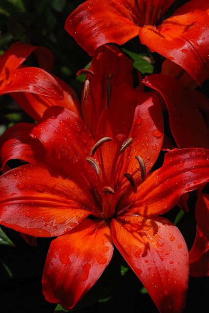 I love the #lilies #gardening #floral #flowers Red Lily, Day Lilies, Daylilies, Exotic Flowers, Red Flower, Flower Beauty, Beautiful Blooms, Amazing Flowers, Love Flowers