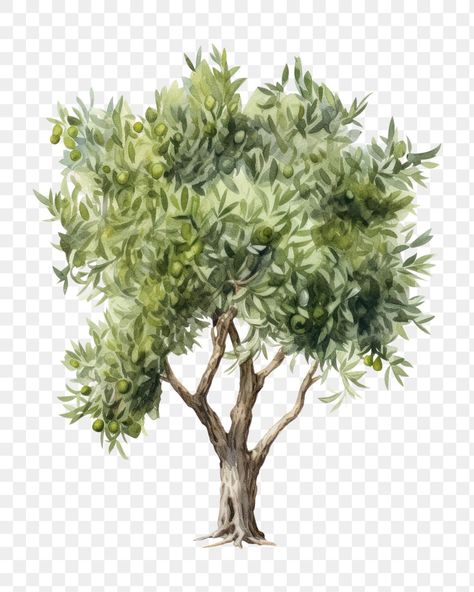 Olive Tree Watercolor, Tree Drawing Sketch, Olive Tree Drawing, Tree Watercolour, Olive Tree Branch, Branch Watercolor, Tree Tree, Cedar Trees, Watercolor Trees