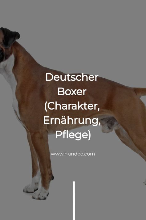 Du willst mehr über den Deutscher Boxer Hund wissen? Bei uns erfährst du spannendes über sein Charakter, Ernährung & Tipps. Kennst du alle Fakten? Dog Breeds, Dogs