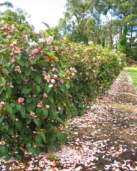 Magnolia Tree Front Yard, Fairy Magnolia, Tree Front Yard, Evergreen Magnolia, Tree Borders, Cedar Raised Garden Beds, We Bought A House, Tree Tunnel, Front Landscape