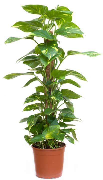 Money Plant Indoor, Money Plants, Air Purifying House Plants, Ivy Plants, Money Plant, Pothos Plant, Best Indoor Plants, Bedroom Plants, Air Purifying