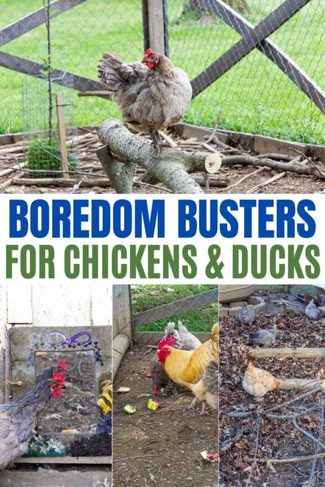 Chicken Run Play Ideas, Things To Put In Chicken Run, Chicken Run Ideas Toys, Chicken Pen Designs, Chicken Coop Activity Ideas, Keeping Chickens Entertained, Chicken Coop Boredom Busters, Chicken Run Enrichment Ideas, Things To Keep Chickens Busy