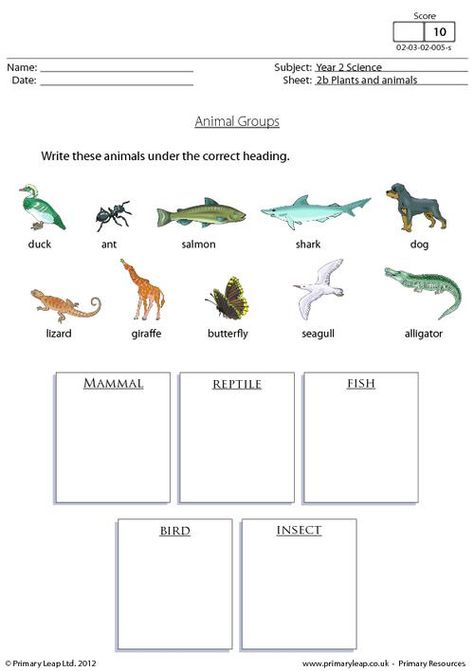 Science: Animal groups 1 | Worksheet | PrimaryLeap.co.uk Classification Of Animals Worksheet, Animal Groups Activities, Animal Classification Worksheet, Butterfly Worksheet, Facts About Plants, Plants Worksheets, Cloze Activity, 1 Worksheet, Animal Classification