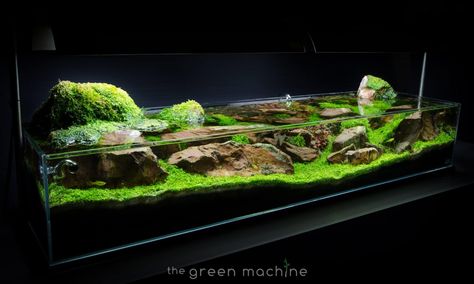 Continuity Aquascape Video & Gallery by James Findley - The Green Machine Aquascape Design, Aquarium Setup, Aquarium Landscape, Aquarium Supplies, Nature Aquarium, Aquascape Aquarium, Turtle Tank, Aquarium Design, Fish Ponds