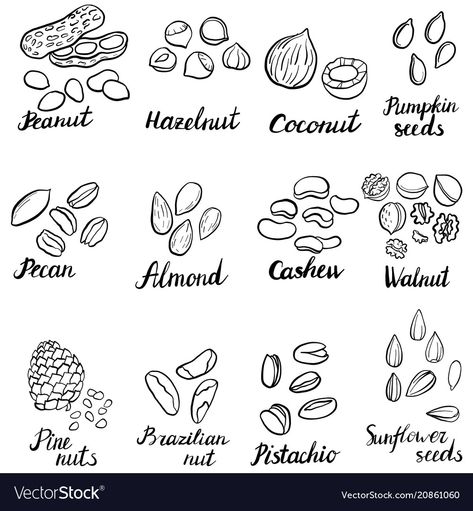 Nuts Drawing, Nuts Vector, Squid Drawing, Nutritional Tips, Cool Finger Tattoos, Cityscape Drawing, Forest Drawing, Food Posters, Fruits Drawing