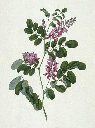 Indigofera pratensis - A  Native Indigo Indigo Plant, Australian Wildflowers, Wildflower Paintings, Australian Plants, Plant Tattoo, Plant Drawing, Plant Illustration, Botanical Drawings, New York Public Library