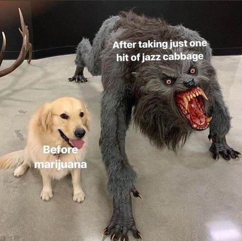 14 'Dog Vs. Werewolf' Memes That Symbolize The Transformations We All Undergo - Memebase - Funny Memes Warhammer 40k Memes, Riverdale Memes, Fnaf Memes, 5 Anime, Fnaf Funny, Hilarious Memes, Fnaf Drawings, Fnaf Art, Meme Template