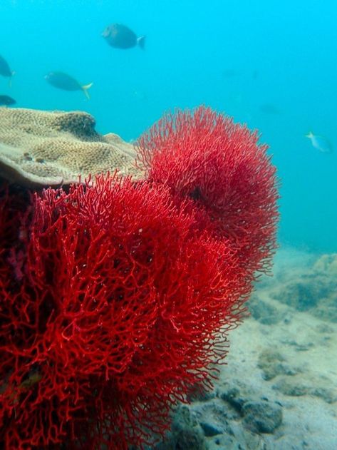 Mermaid Background, Intro To Art, Underwater Beauty, Nature Texture, Chemistry Art, Marine Plants, Sea Fan, Sea Plants, Red Algae