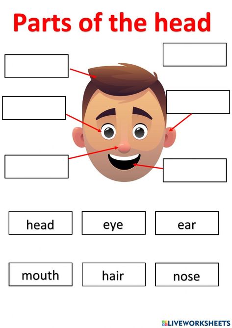 Part Of Body For Kids, Face Parts Worksheet, Parts Of The Body For Kids Activities, Parts Of The Body For Kids, My Family Activities Preschool, Numbers In Words, English Classes For Kids, Body Parts For Kids, Body Preschool