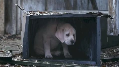 You got us again, Budweiser! Budweiser Commercial, Budweiser Clydesdales, Super Bowl Commercials, Clydesdale Horses, Clydesdale, Golden Retriever Puppy, Retriever Puppy, Losing A Dog, Bones Funny