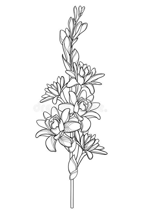 Angelica Tattoo Flower, Catelaya Flower Tattoo, Angelica Flower Tattoo, Tuberose Flower Illustration, Tuberose Flower Tattoo, Chaconia Flower Tattoo, Straight Flower Tattoo, Tuberose Drawing, Tuberose Tattoo