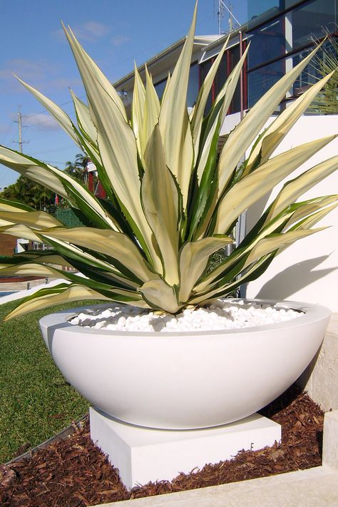 Large Pot Landscaping, Large Pots In Garden Bed, Large Garden Pots Focal Points, Feature Plants Front Yards, Outdoor Vases Large, Large Gardens Landscape, Large Plants Outdoor, Garden Vases Outdoor, Large Plant Pots Outdoors