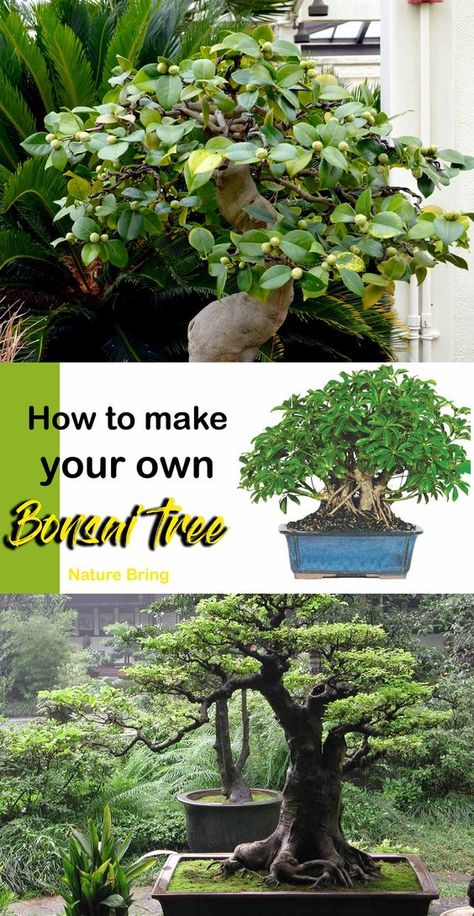 How To Grow Bonsai, Bonsai Indoor, Outdoor Bonsai Tree, Buy Bonsai Tree, Bonsai Tree Types, Bonsai Tree Care, Bonsai Techniques, Indoor Bonsai Tree, Plant Decoration