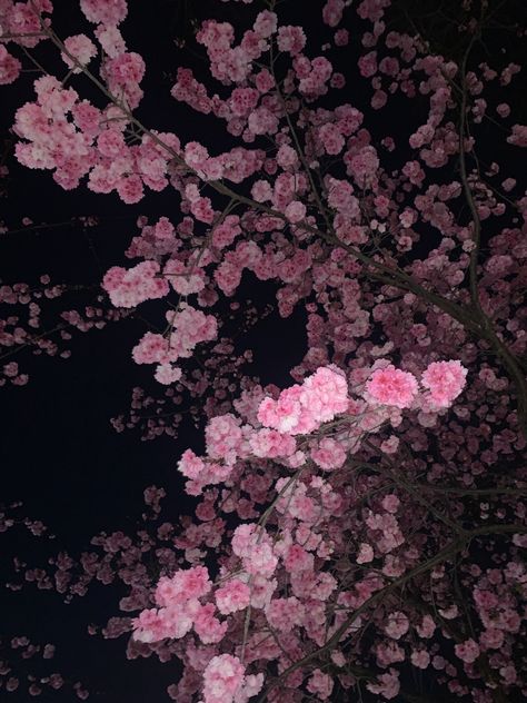 Pretty Flowers Pictures, Cute Tumblr Wallpaper, Nothing But Flowers, Pretty Landscapes, Cinematic Photography, Black Aesthetic Wallpaper, Tumblr Wallpaper, Cute Easy Drawings, Plum Blossom