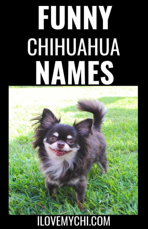 Miscellaneous Chihuahua Archives | Page 2 of 16 | I Love My Chi Chiuaua Dog, Star Wars Names, Chiwawa Chihuahuas, Chihuahua Quotes Funny, Long Haired Chihuahua Puppies, Dear Math, Chihuahua Mix Puppies, Long Hair Chihuahua, Blue Merle Chihuahua