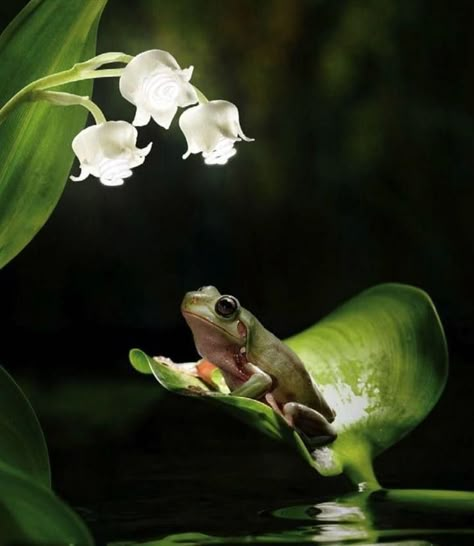 Frogs In Flowers, Frogs And Flowers Tattoos, Frog On Flower, Frogs And Flowers, Frog People, Kawaii Spring, Types Of Forests, Tattoos 2023, Fairy Flowers