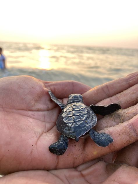 Turtle conservation 
Marine conservation 
Turtle protection 
Save ocean Turtle Eggs, Turtle Life Cycle, Turtle Hatching, Turtle Conservation, Nusa Penida, Ocean Conservation, Sea Turtles, Sea Turtle, Kerala