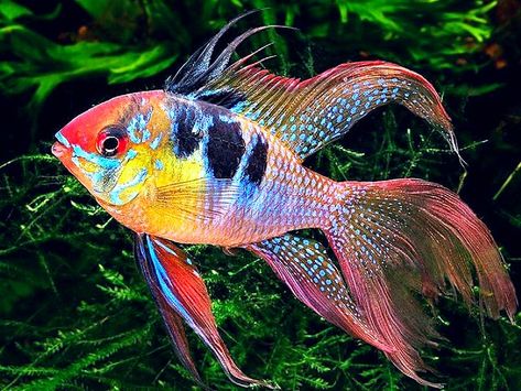 Tropical Fish Pictures, Beautiful Tropical Fish, Fish Gallery, Sea Creatures Art, Fish Tank Design, Tropical Freshwater Fish, Pretty Fish, Fish Artwork, Salt Water Fish