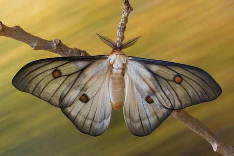 Moth Reference Photo, Caroline Painting, Moth Reference, Soul Butterfly, Moth Photography, Bug Outfit, Silk Moth, Bat Dog, Green Academia