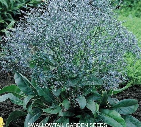 Seeds Growing, Sea Lavender, Lavender Seeds, Hardy Perennials, Fresh Cut Flowers, Outdoor Inspirations, Flowers Perennials, Flower Farm, Perennial Plants