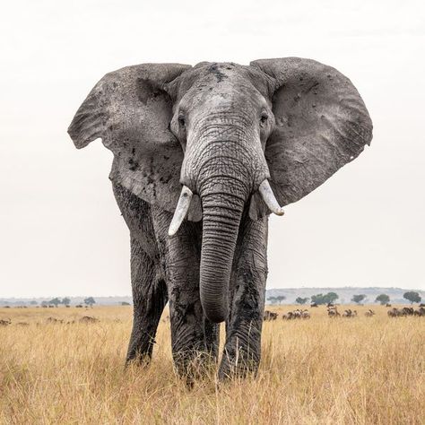 African bush elephant (Loxodonta africana), Serengeti NP, Tanzania Africa Elephant, African Bush Elephant, African Elephant, An Elephant, Endangered Species, Reference Photos, Colourful Outfits, Art Reference Photos, Wildlife Photography