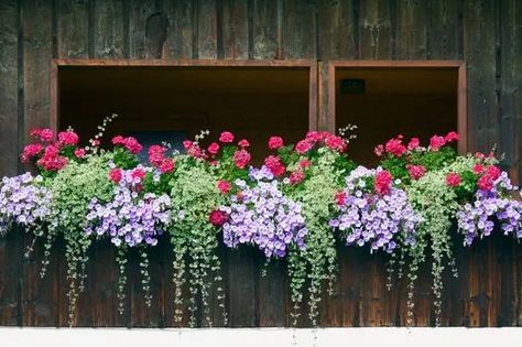 Balcony Flower Box, Window Box Ideas, Window Box Plants, Balcony Planters, Window Box Flowers, Balcony Flowers, Window Planters, Box Flowers, Window Planter Boxes