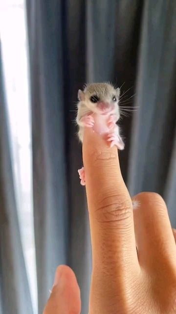 Tiny Cute Animals, Baby Animals Adorable, Pet Mouse, Adorable Baby Animals, Pet Rodents, Baby Pets, Tiny Animals